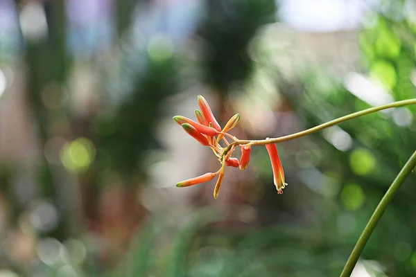 Una Flor Parque Coreano — Foto de Stock