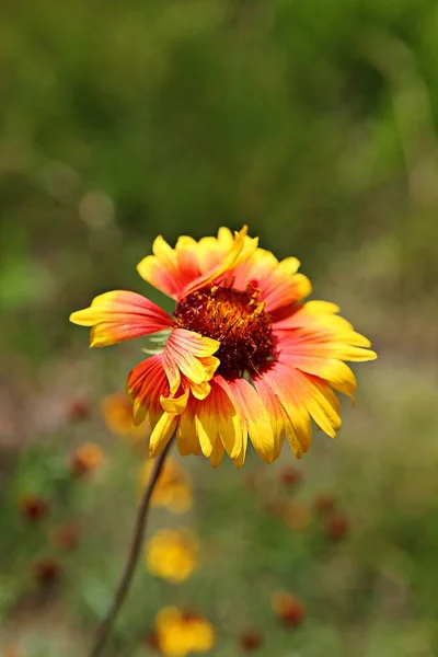 Ist Eine Blume Koreanischem Park — Stockfoto