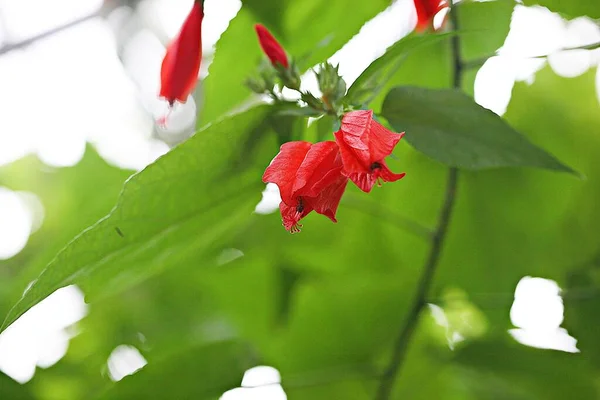 Uma Flor Parque Coreano — Fotografia de Stock