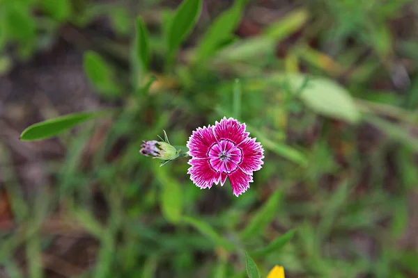 Flower Korean Park — Stock Photo, Image