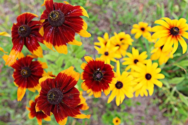 Est Une Fleur Dans Parc Coréen — Photo