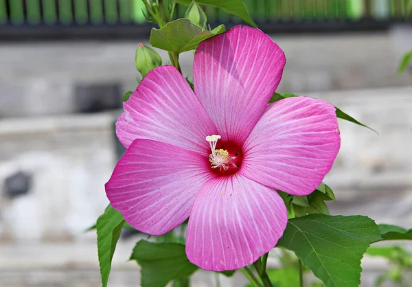 韓国公園内の花です — ストック写真