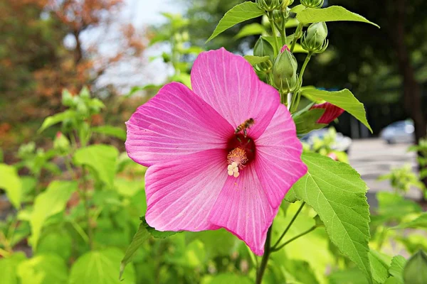 Είναι Ένα Λουλούδι Στο Κορεάτικο Πάρκο — Φωτογραφία Αρχείου