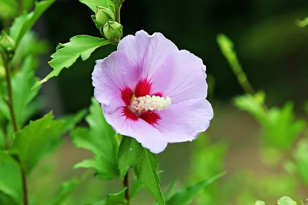 Una Flor Parque Coreano —  Fotos de Stock