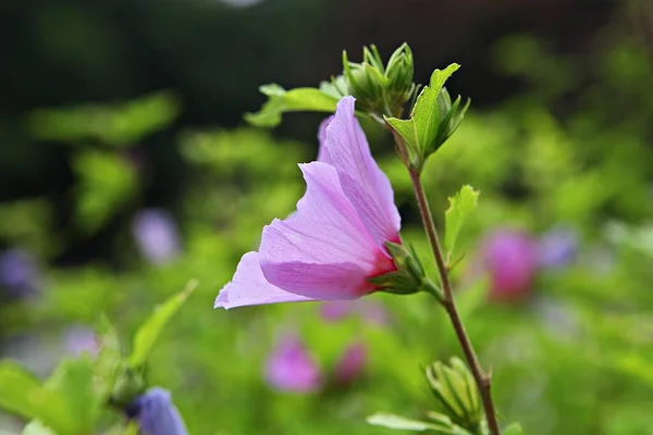 韓国公園内の花です — ストック写真