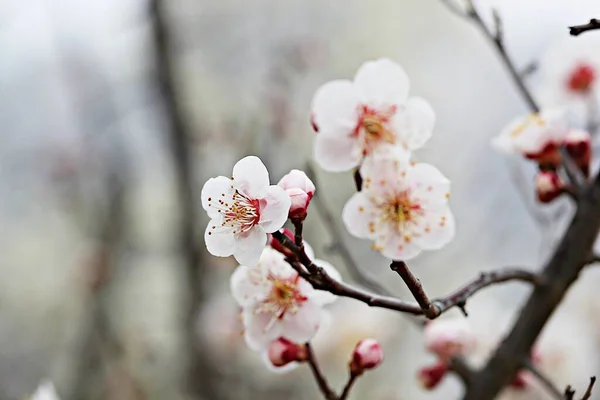 Uma Flor Parque Coreano — Fotografia de Stock