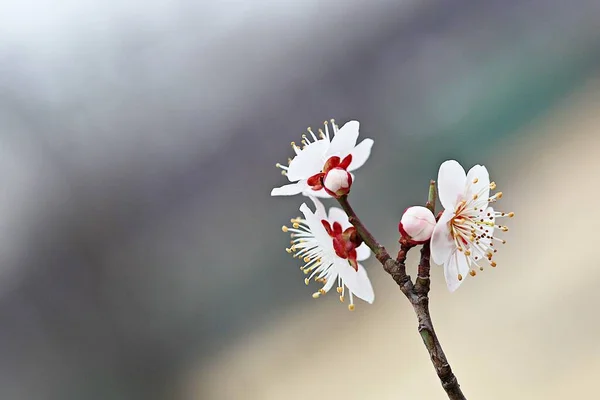 Flower Korean Park — Stock Photo, Image