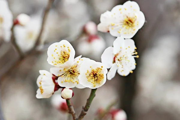 Flower Korean Park — Stock Photo, Image