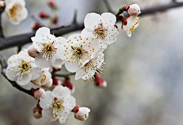 Flower Korean Park — Stock Photo, Image