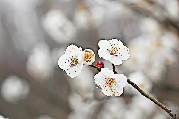 Flower Korean Park — Stock Photo, Image