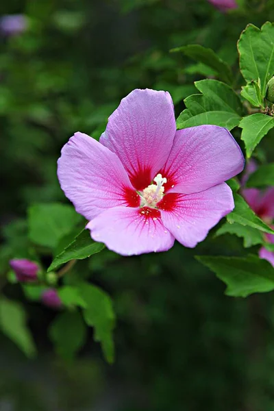 해바라기 공원에 꽃입니다 — 스톡 사진
