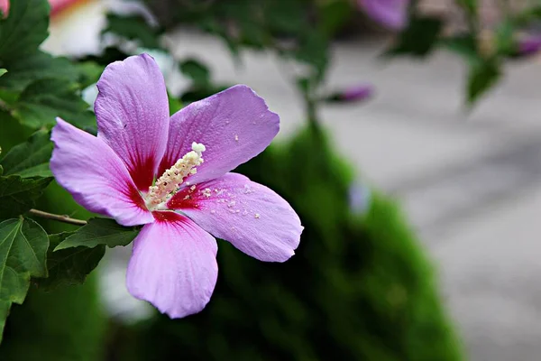 Est Une Fleur Dans Parc Coréen — Photo