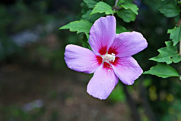 Uma Flor Parque Coreano — Fotografia de Stock