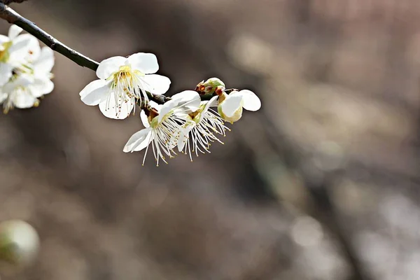 Est Une Fleur Dans Parc Coréen — Photo