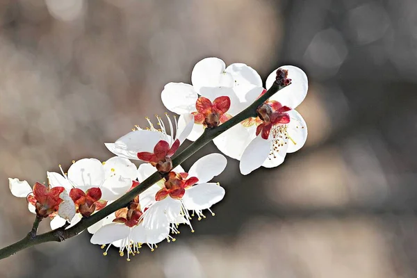 Este Floare Parcul Coreean — Fotografie, imagine de stoc