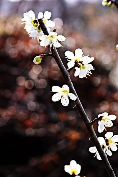 Flower Korean Park — Stock Photo, Image