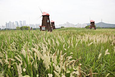 Kore 'de bataklık ve ekolojik bir park.