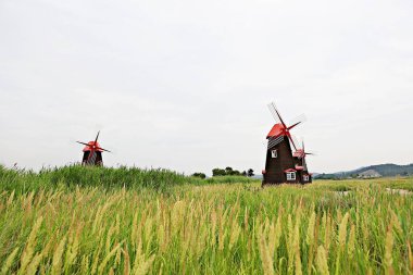 Kore 'de bataklık ve ekolojik bir park.