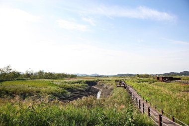 Kore 'de bataklık ve ekolojik bir park.