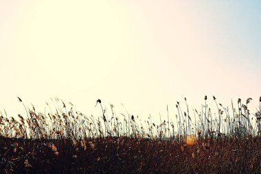 Kore 'de bataklık ve ekolojik bir park.