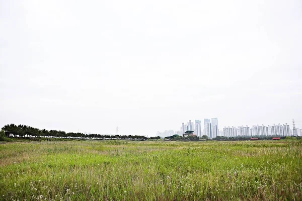 韓国の湿地生態公園です — ストック写真