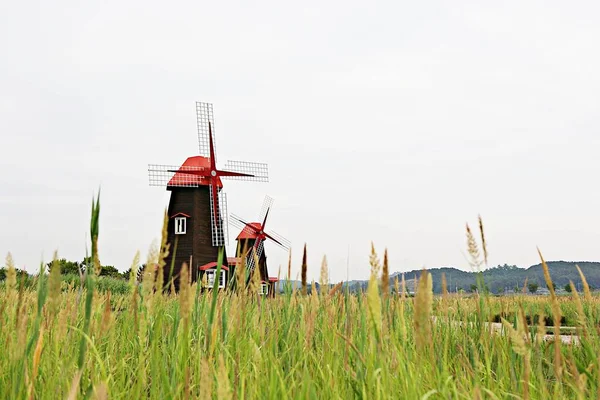 Est Parc Humide Écologique Corée — Photo