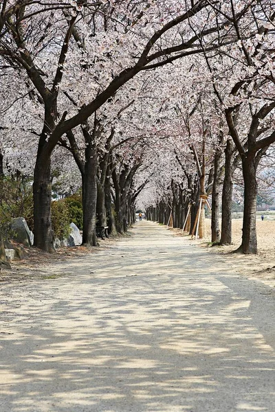 韓国の湿地生態公園です — ストック写真