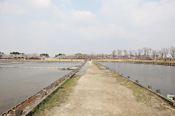 韓国の湿地生態公園です — ストック写真