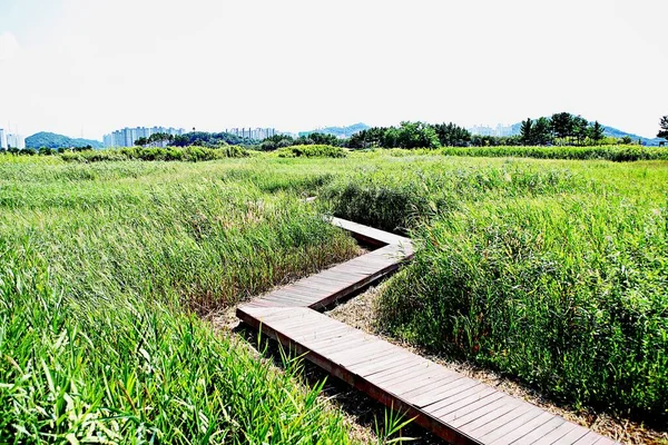 Parque Ecológico Wetalnd Corea — Foto de Stock