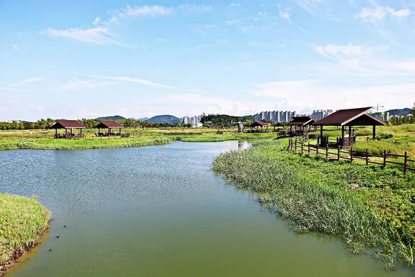 这是一个位于韩国西部的生态公园 — 图库照片