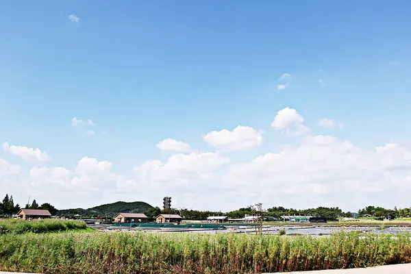 Kore Bataklık Ekolojik Bir Park — Stok fotoğraf