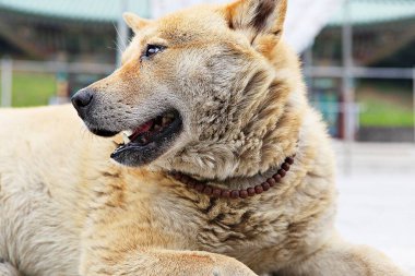Burası Kore 'de bir köpek parkı.