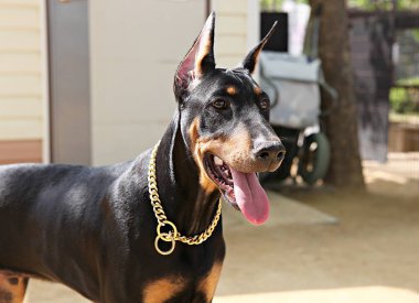 Burası Kore 'de bir köpek parkı.