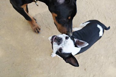 Burası Kore 'de bir köpek parkı.