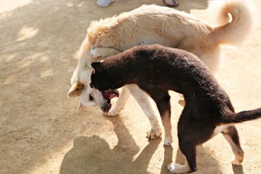 Burası Kore 'de bir köpek parkı.