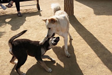 Burası Kore 'de bir köpek parkı.