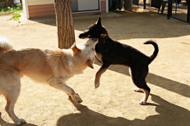 Burası Kore 'de bir köpek parkı.