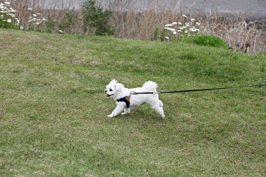 Burası Kore 'de bir köpek parkı.