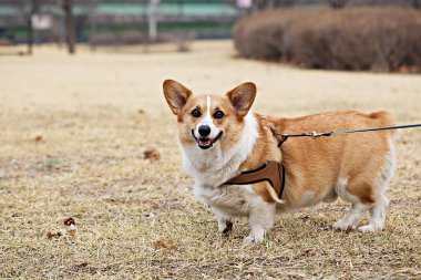 Burası Kore 'de bir köpek parkı.