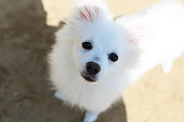 Est Parc Pour Chiens Corée — Photo