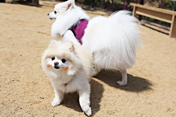 Isto Parque Cães Coreia — Fotografia de Stock