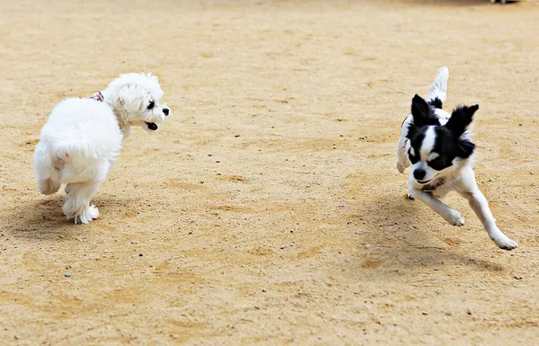 Isto Parque Cães Coreia — Fotografia de Stock