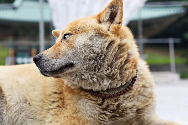 Dies Ist Ein Hundepark Korea — Stockfoto