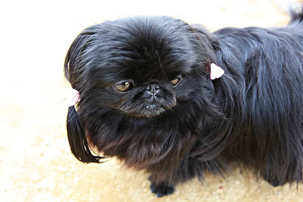 Dies Ist Ein Hundepark Korea — Stockfoto