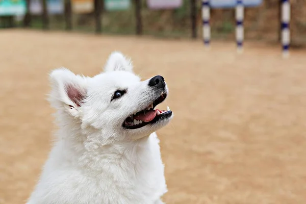 Este Parque Perros Corea —  Fotos de Stock