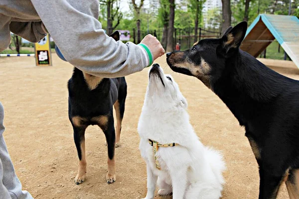 Tohle Psí Park Korei — Stock fotografie