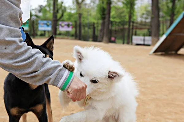 Dog Park Korea — Stock Photo, Image