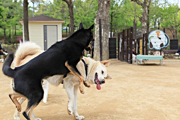 Ini Adalah Taman Anjing Korea — Stok Foto