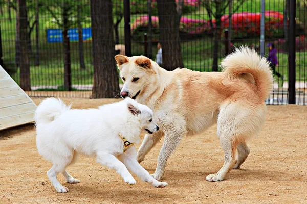 Egy Kutyapark Koreában — Stock Fotó