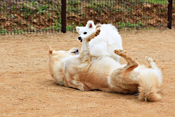 Acesta Este Parc Câini Coreea Sud — Fotografie, imagine de stoc